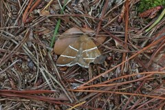 Argyrostrotis quadrifilaris