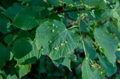 Didymomyia tiliacea