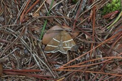 Argyrostrotis quadrifilaris