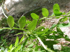 Vicia sylvatica