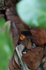 Psorthaspis sanguinea
