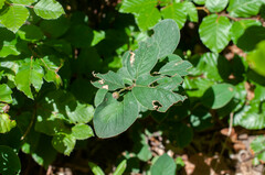 Cotoneaster tomentosus