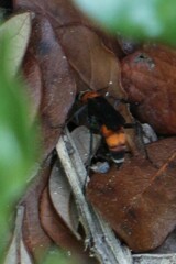 Psorthaspis sanguinea