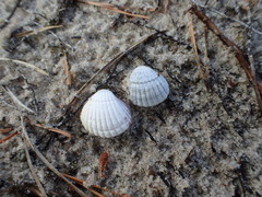 Cerastoderma glaucum