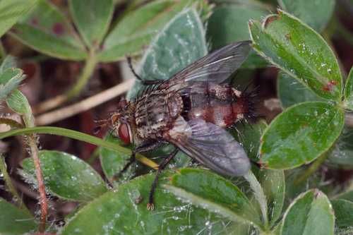 Peleteria iavana