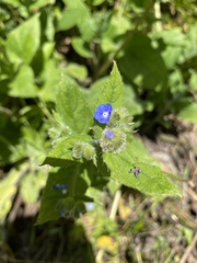 Pentaglottis sempervirens