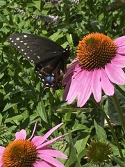 Papilio polyxenes