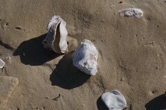 Striostrea margaritacea