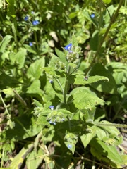 Pentaglottis sempervirens