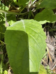 Pentaglottis sempervirens