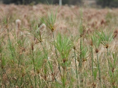 Cyperus giganteus