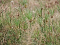 Cyperus giganteus