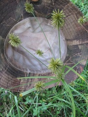 Cyperus lancastriensis