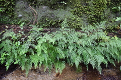 Selaginella labordei