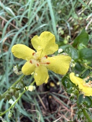 Verbascum