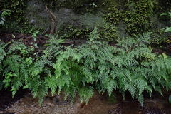 Selaginella labordei