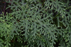 Selaginella labordei