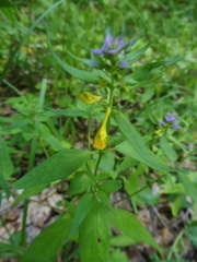 Melampyrum velebiticum