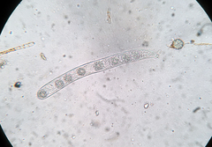 Ramsbottomia crechqueraultii