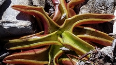Pinguicula alpina