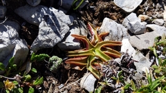 Pinguicula alpina