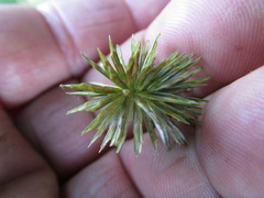 Cyperus lancastriensis