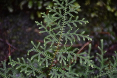 Selaginella labordei