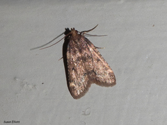 Aglossa disciferalis