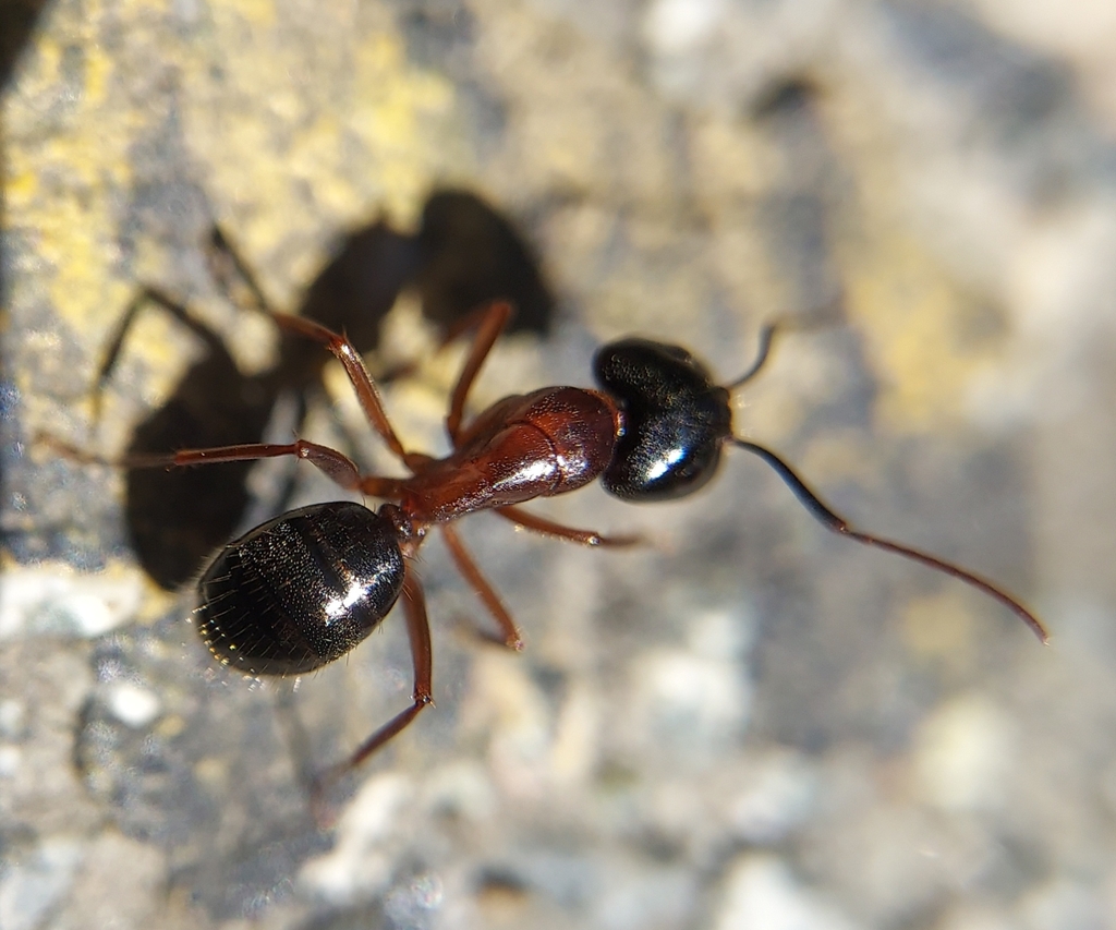 Tanaemyrmex from San Jose, CA 95127, USA on June 25, 2022 at 11:05 AM ...