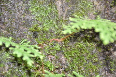 Selaginella labordei