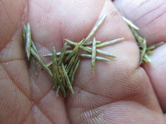 Cyperus lancastriensis