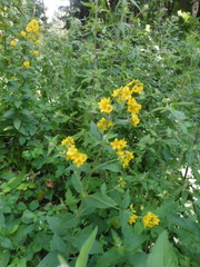 Lysimachia punctata