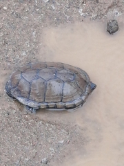 Kinosternon hirtipes