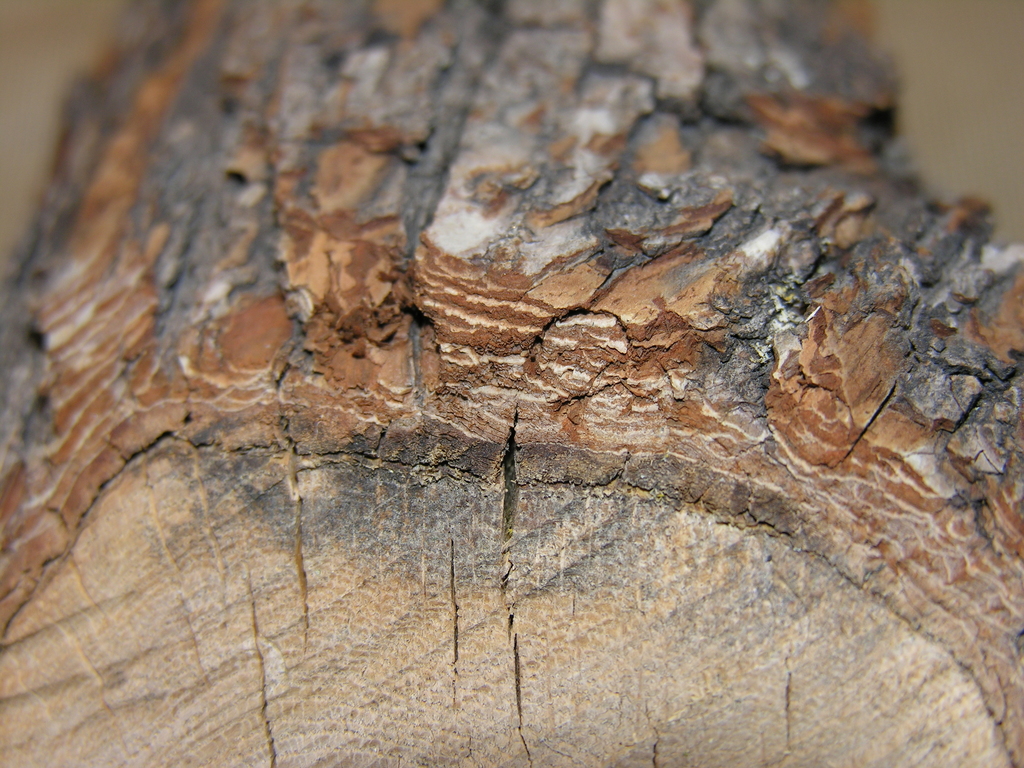 American Elm (White Elm) (Trees of Manitoba) · iNaturalist
