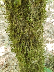 Forsstroemia trichomitria