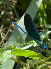Calopteryx virgo