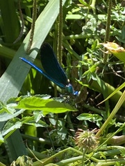Calopteryx virgo