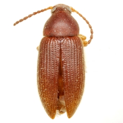 Hymenorus dissensus