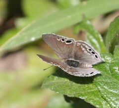 Leptomyrina gorgias sobrina
