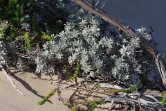 Achyranthemum argenteum