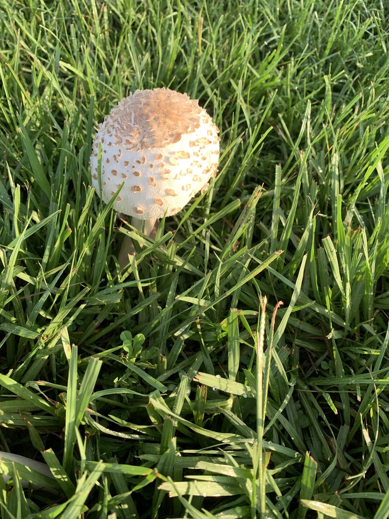 greenspored parasol from Depot Park, Gainesville, FL, US on July 09