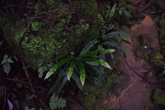 Asplenium ensiforme