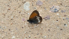 Coenonympha arcania