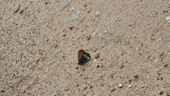 Coenonympha arcania