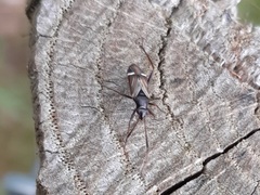 Cremnocephalus albolineatus