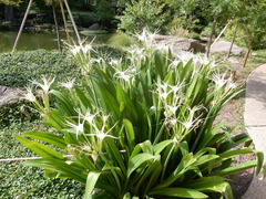 Hymenocallis caribaea