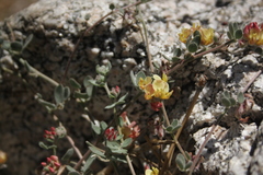 Acmispon decumbens davidsonii