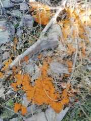 Byssonectria terrestris