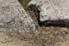 Acmispon decumbens davidsonii