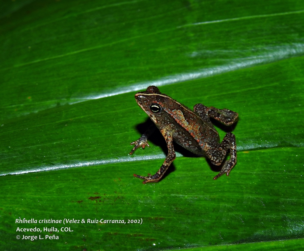 Rhinella cristinae